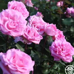Heirloom Roses Eleganza® Beverly Outlet