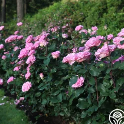 Heirloom Roses Eleganza® Beverly Outlet