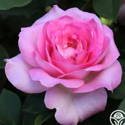 Heirloom Roses Eleganza® Beverly Outlet
