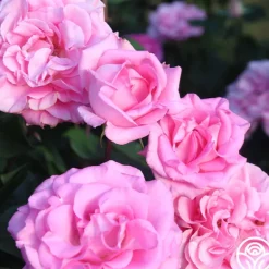 Heirloom Roses Eleganza® Beverly Outlet