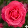 Heirloom Roses Eleganza® Fiji Best