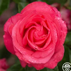 Heirloom Roses Eleganza® Fiji Best
