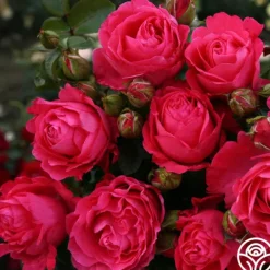 Heirloom Roses Eleganza® Fiji Best