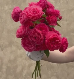 Heirloom Roses Eleganza® Fiji Best