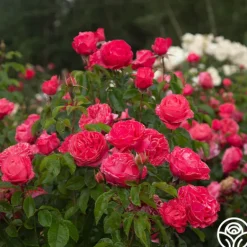 Heirloom Roses Eleganza® Fiji Best