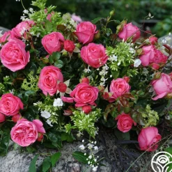 Heirloom Roses Eleganza® Fiji Best