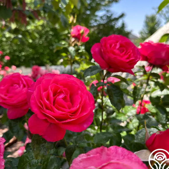 Heirloom Roses Eleganza® Fiji Best