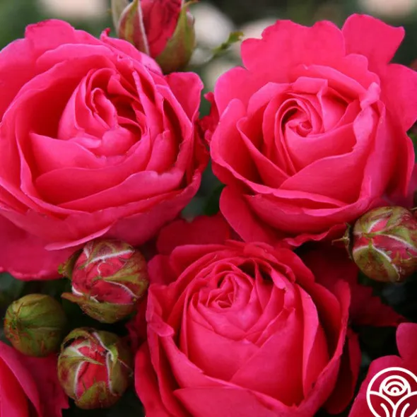 Heirloom Roses Eleganza® Fiji Best
