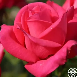 Heirloom Roses Eleganza® Fiji Best
