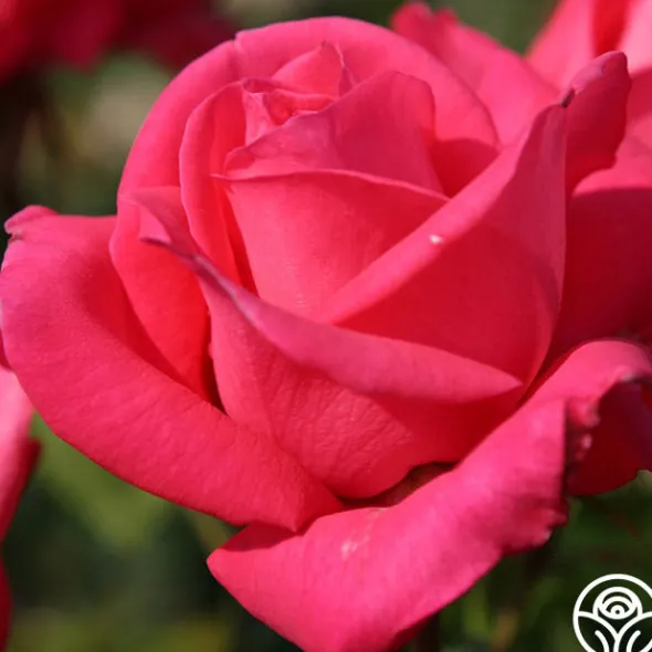 Heirloom Roses Eleganza® Fiji Best