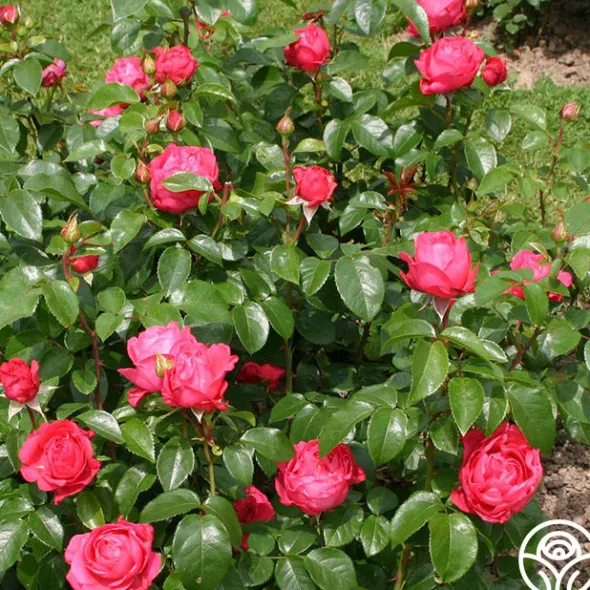 Heirloom Roses Eleganza® Fiji Best