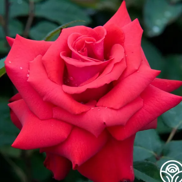 Heirloom Roses Eleganza® Grande Amore New