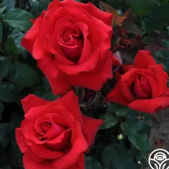 Heirloom Roses Eleganza® Grande Amore New