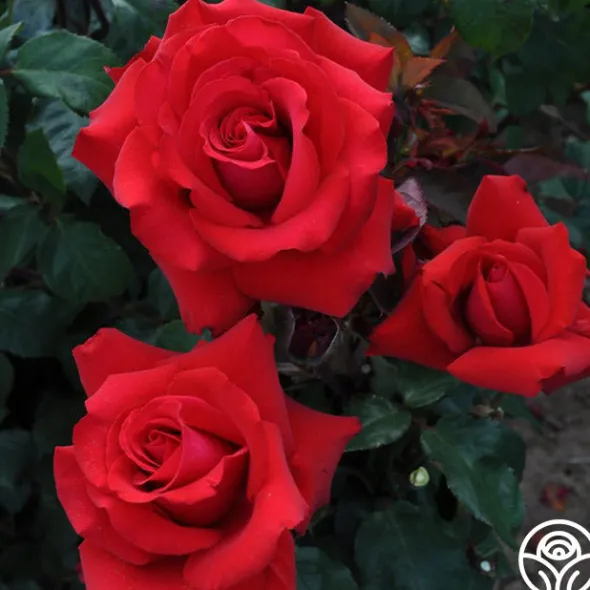 Heirloom Roses Eleganza® Grande Amore New