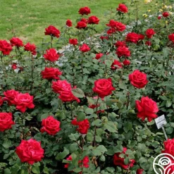 Heirloom Roses Eleganza® Grande Amore New