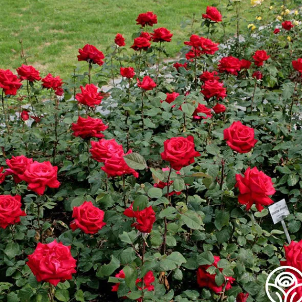 Heirloom Roses Eleganza® Grande Amore New