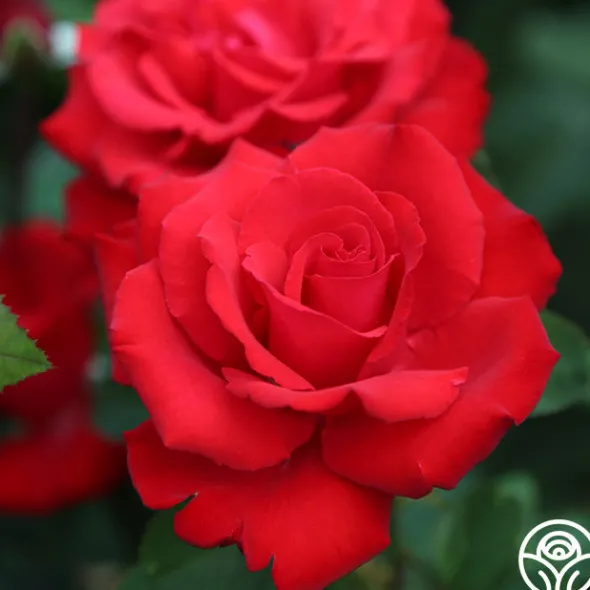 Heirloom Roses Eleganza® Grande Amore New