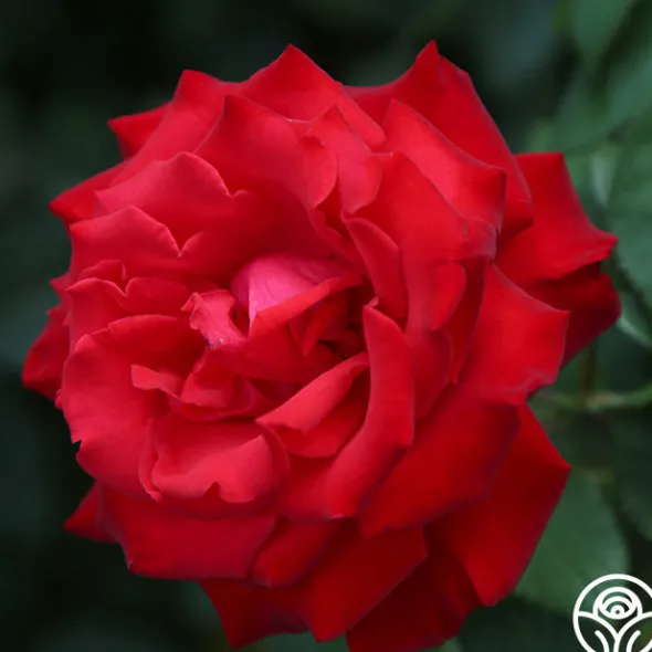 Heirloom Roses Eleganza® Grande Amore New