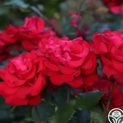 Heirloom Roses Eleganza® Grande Amore New