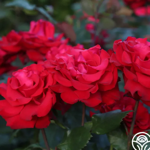 Heirloom Roses Eleganza® Grande Amore New
