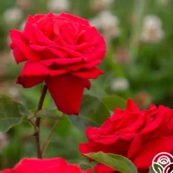 Heirloom Roses Eleganza® Grande Amore New