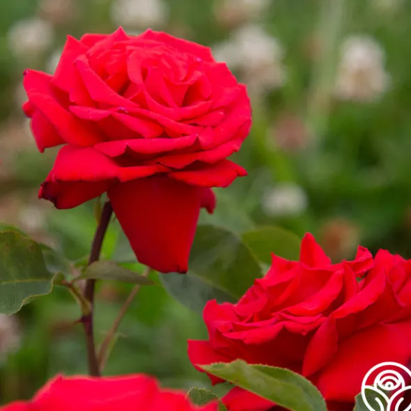 Heirloom Roses Eleganza® Grande Amore New