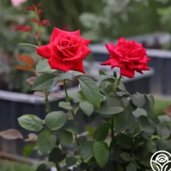 Heirloom Roses Eleganza® Grande Amore New