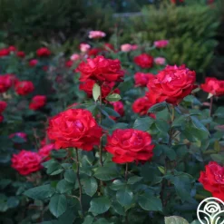 Heirloom Roses Eleganza® Grande Amore New