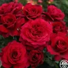Heirloom Roses Eleganza® Gypsy Soul Outlet