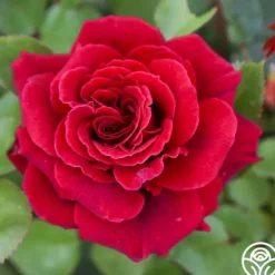 Heirloom Roses Eleganza® Gypsy Soul Outlet