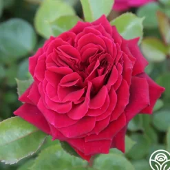 Heirloom Roses Eleganza® Gypsy Soul Outlet