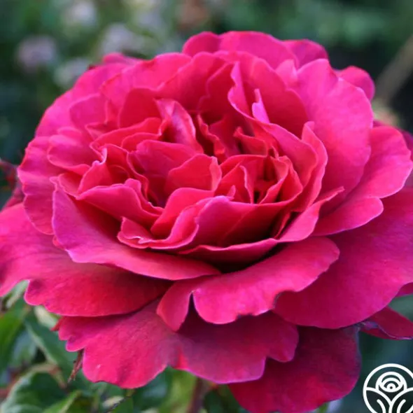 Heirloom Roses Eleganza® Gypsy Soul Outlet