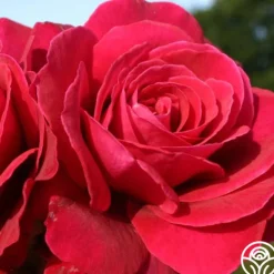 Heirloom Roses Eleganza® Gypsy Soul Outlet