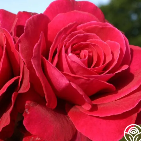 Heirloom Roses Eleganza® Gypsy Soul Outlet