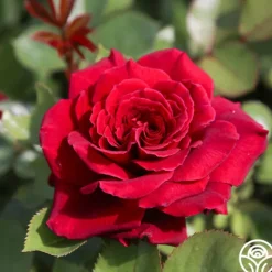 Heirloom Roses Eleganza® Gypsy Soul Outlet