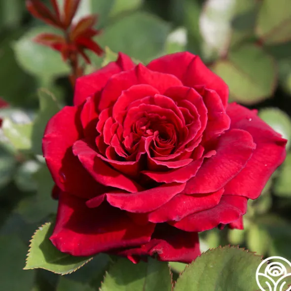 Heirloom Roses Eleganza® Gypsy Soul Outlet