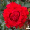 Heirloom Roses Eleganza® Heart Song™ Sale