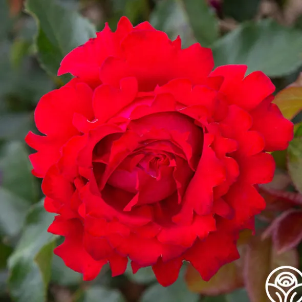 Heirloom Roses Eleganza® Heart Song™ Sale