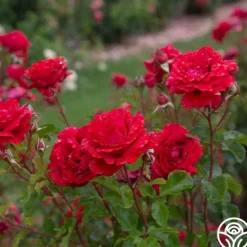 Heirloom Roses Eleganza® Heart Song™ Sale