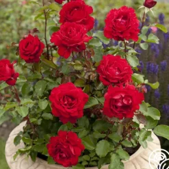 Heirloom Roses Eleganza® Heart Song™ Sale