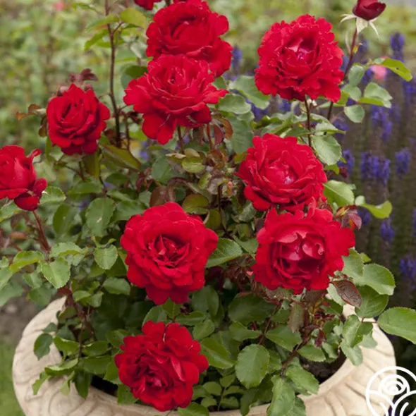 Heirloom Roses Eleganza® Heart Song™ Sale