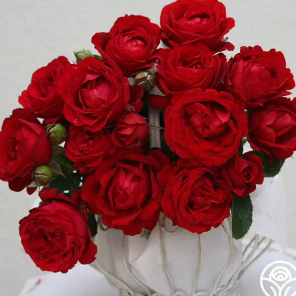 Heirloom Roses Eleganza® Heart Song™ Sale