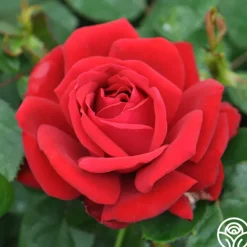 Heirloom Roses Eleganza® Heart Song™ Sale