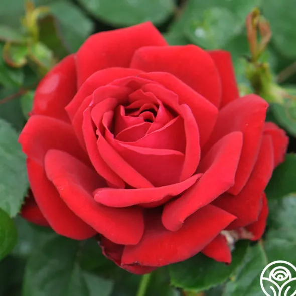 Heirloom Roses Eleganza® Heart Song™ Sale