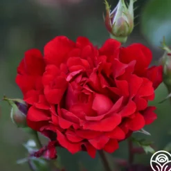 Heirloom Roses Eleganza® Heart Song™ Sale