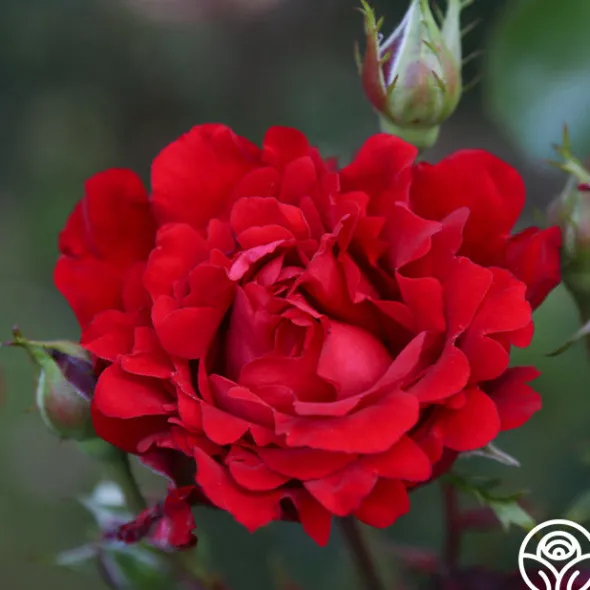 Heirloom Roses Eleganza® Heart Song™ Sale
