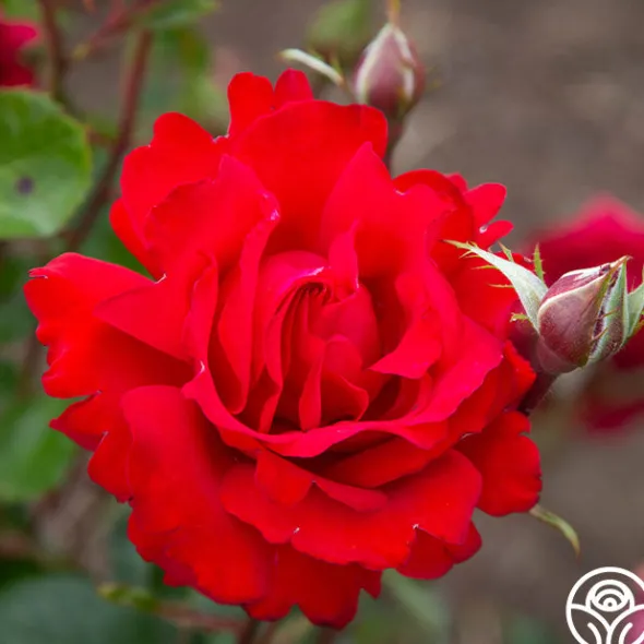 Heirloom Roses Eleganza® Heart Song™ Sale
