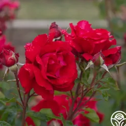 Heirloom Roses Eleganza® Heart Song™ Sale