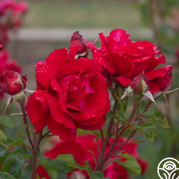 Heirloom Roses Eleganza® Heart Song™ Sale