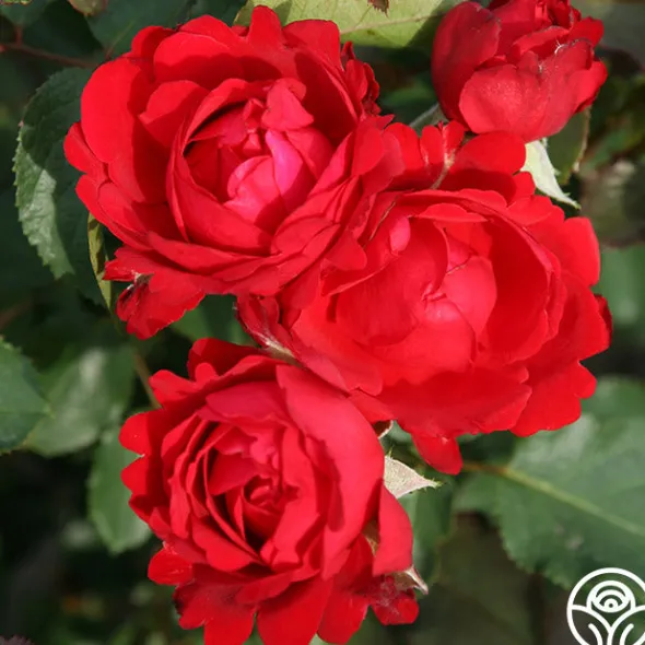 Heirloom Roses Eleganza® Heart Song™ Sale